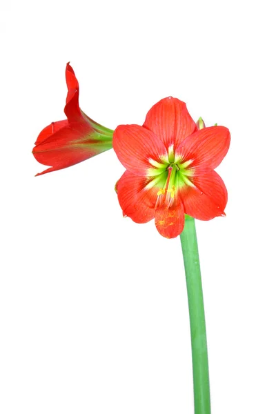 Belles fleurs de fleur rouge Amaryllis — Photo