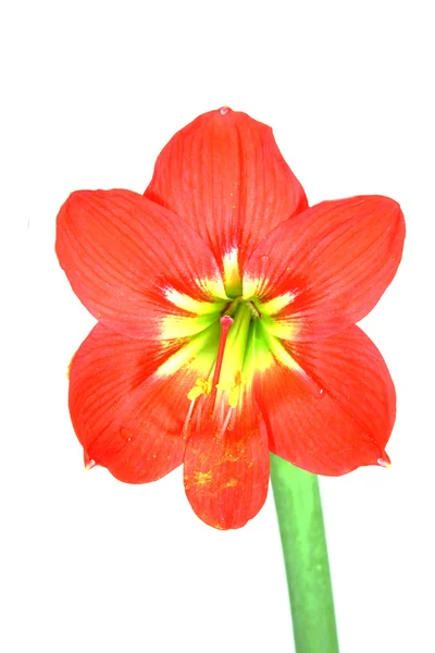 Güzel çiçekleri kırmızı amaryllis çiçek — Stok fotoğraf