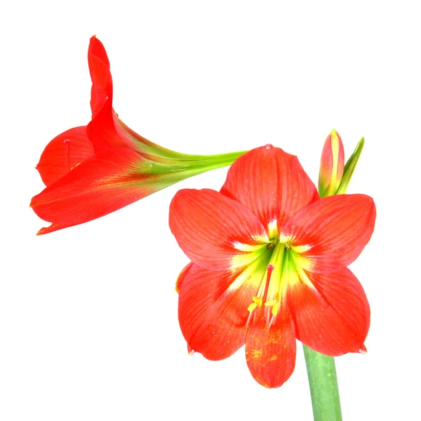 Schöne Blüten der roten Amaryllis-Blume — Stockfoto