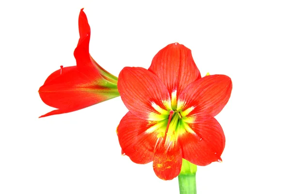 Indah Blossoms bunga Amaryllis merah — Stok Foto