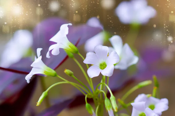 Pink oxalis flower. (Butterfly night flower) — Stock Photo, Image