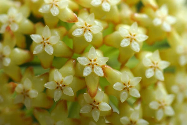 Желтые цветы Хойи. (Hoya parasitica (Roxb.) Стена. ex Wight ) — стоковое фото