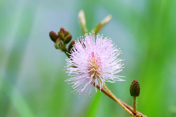 Mooie bloeiende roze bloem van gevoelige plant — Stockfoto