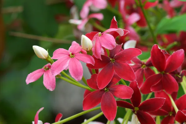 Flor rastejante de Rangum — Fotografia de Stock