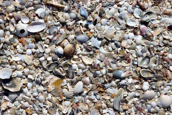 Fondo de pequeñas conchas en la playa en el verano . — Foto de Stock