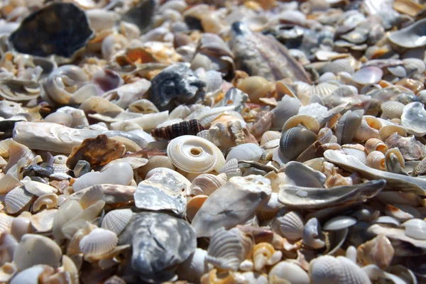 Fundo de pequenas conchas na praia no verão . — Fotografia de Stock
