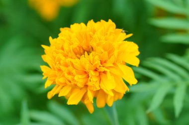 Marigold yaz, sarı kadife çiçeği çiçek.