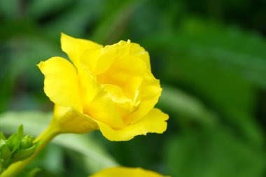 Altın trompet asma, sarı çan çiçeği.