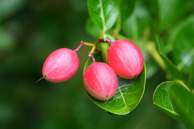 ağaç üzerinde taze süper meyve (carissa carandas linn.).