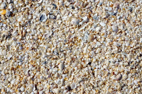 Háttér, kis kagyló, nyáron a strandon. — Stock Fotó