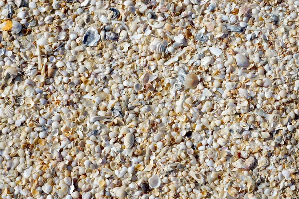 Achtergrond van kleine schelpen op het strand in de zomer. — Stockfoto