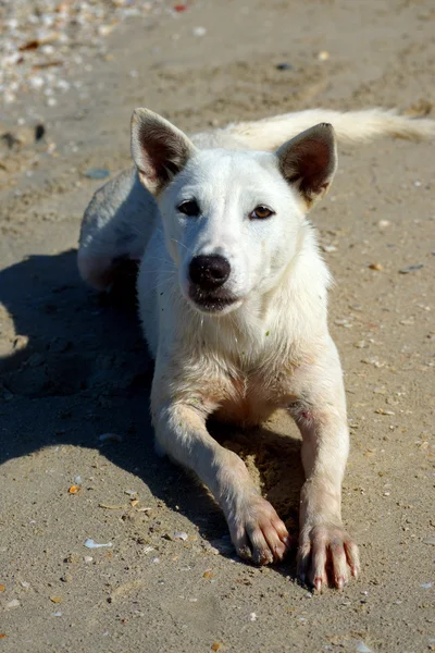 Hund på stranden — Stockfoto