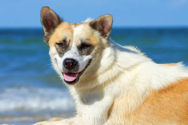 Perro en la playa — Foto de Stock