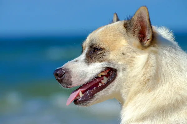 Cane sulla spiaggia — Foto Stock