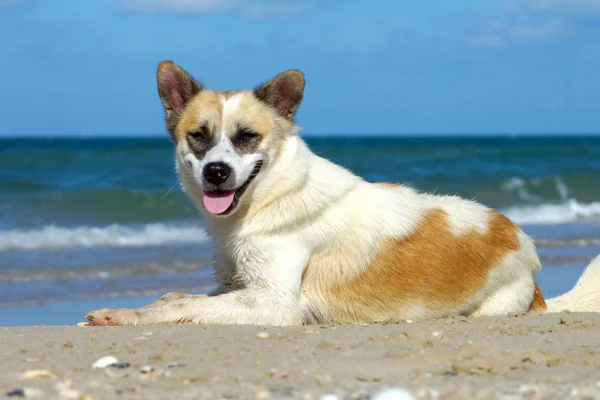Perro en la playa — Foto de Stock