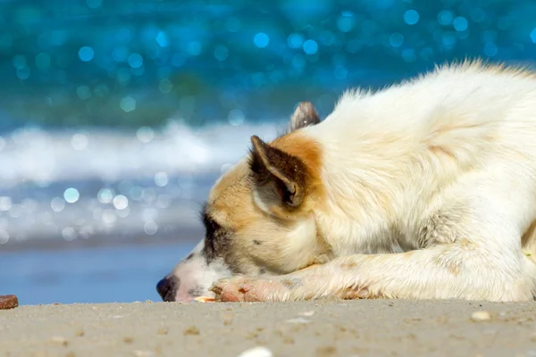 Dormire cane rilassato sulla sabbia della spiaggia — Foto Stock