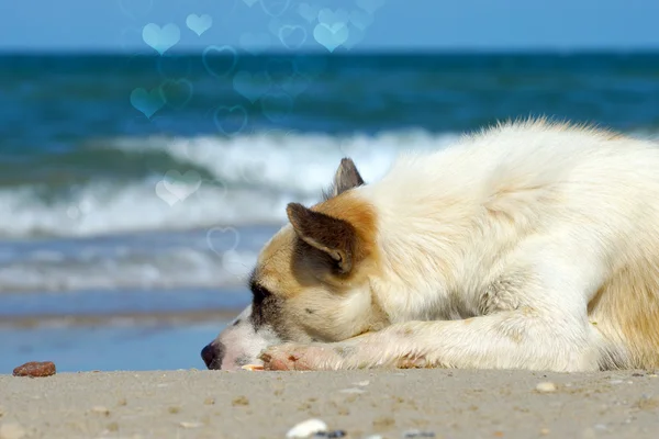 Śpiący zrelaksowany pies na plaży piasek — Zdjęcie stockowe