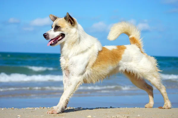 Yoga hond op het strand — Stockfoto