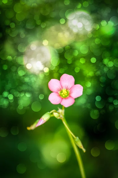 Oxalis Järnkorset blomma. (lucky clover) — Stockfoto