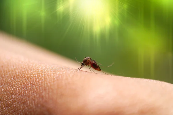 Nahaufnahme einer Mücke, die Blut in Regenwäldern saugt. — Stockfoto