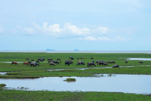 Djurlivfristäder i södra thailand. — Stockfoto