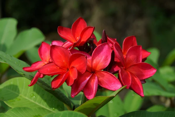 Plumeria roja (frangipani) flores en el árbol . —  Fotos de Stock