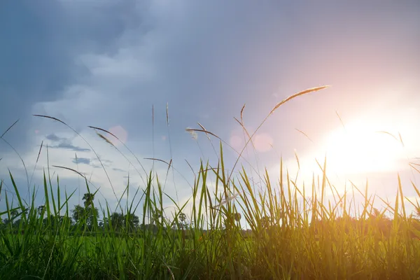 Herbe sauvage dans le contre-jour du coucher du soleil — Photo