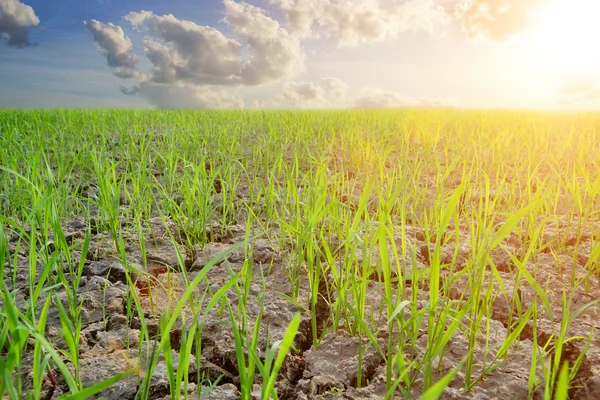 Zaailingen in paddy — Stockfoto