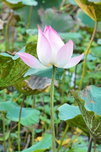 Flor de loto en la granja, Tailandia . — Foto de Stock
