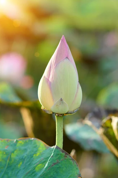 Fioritura fiore di loto in azienda, Thailandia . — Foto Stock