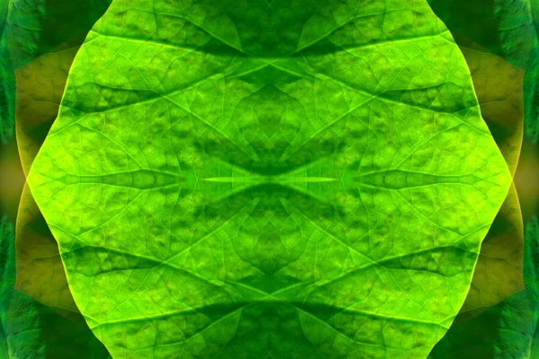 Close up of Lotus leaves. — Stock Photo, Image
