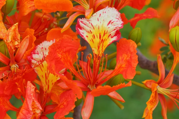 Close up de flor de pavão vermelho . — Fotografia de Stock
