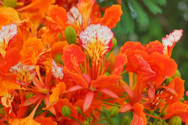 赤い孔雀の花のクローズ アップ. — ストック写真