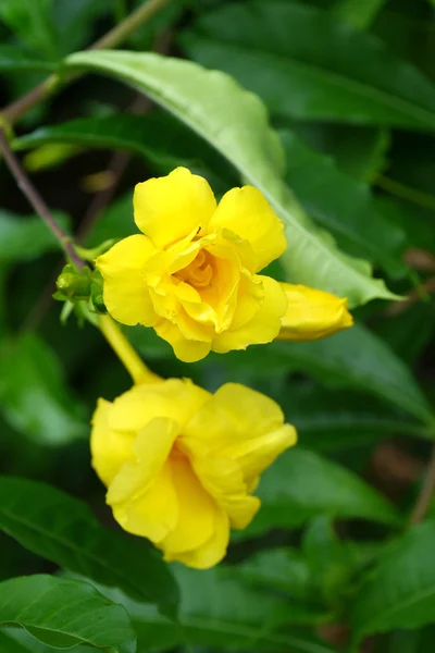 Vinha de trompete dourada, flor de sino amarelo . — Fotografia de Stock