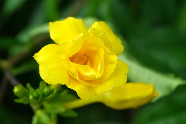 Golden trumpet vine, Yellow bell flower. — Stock Photo, Image
