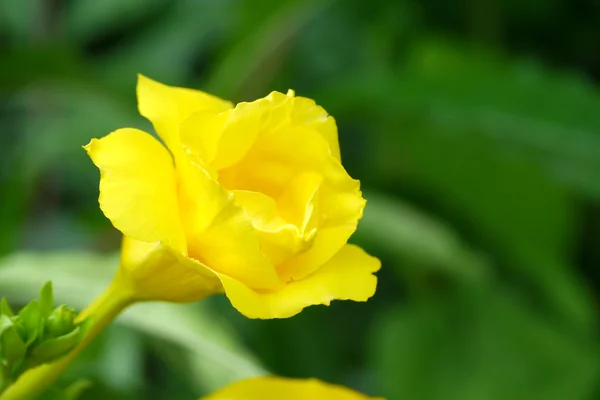 Goldene Trompetenrebe, gelbe Glockenblume. — Stockfoto