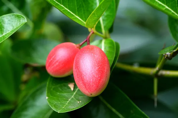 Fresh Super fruit (Carissa carandas Linn.) on tree. — Stock Photo, Image
