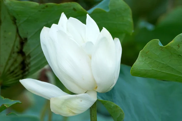 Fiore di loto bianco in giardino. — Foto Stock