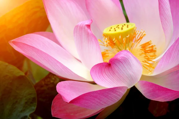 Flor de lótus rosa em flor — Fotografia de Stock