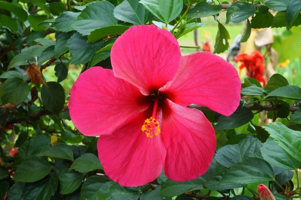 Cabeza de flor de hibisco rojo — Foto de Stock