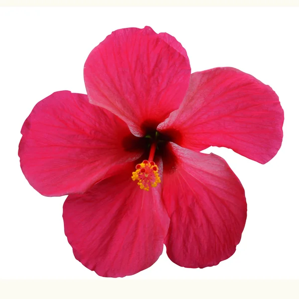 Cabeza de flor de hibisco rojo —  Fotos de Stock