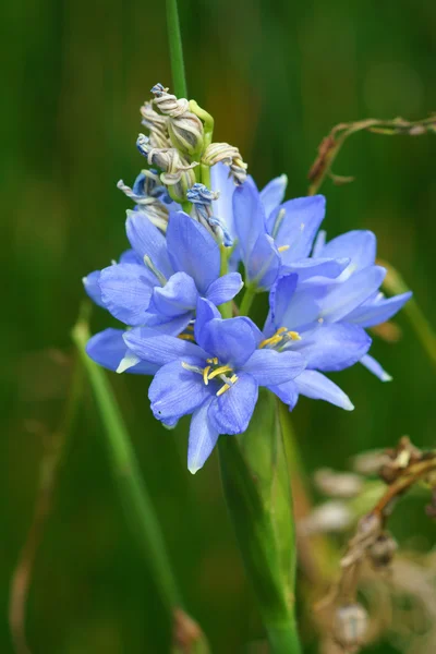 Monochoria elata ridl bir ışık mor çiçekler. — Stok fotoğraf