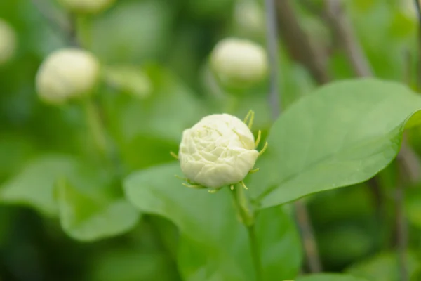 Jasmine flower — Stock Photo, Image
