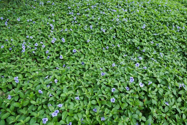 紫色的花朵绽放在早晨. — 图库照片