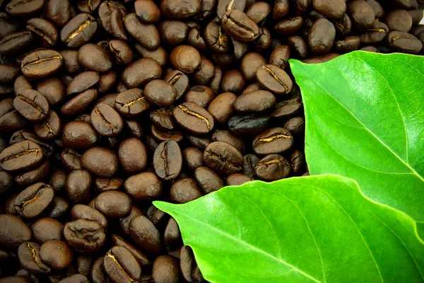 Roasted coffee beans and leaves — Stock Photo, Image