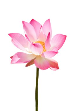bahçede çiçek pembe lotus çiçeği.