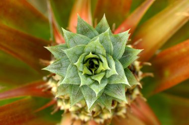 Çiftlikte yetişen ananas tropikal meyvesi