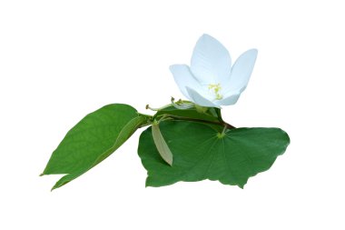 Beyaz karlı orkide çiçek.