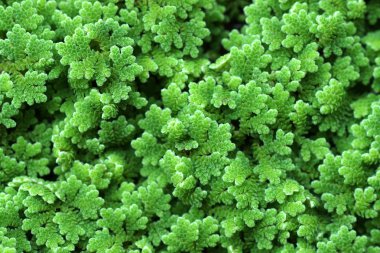 모기 고비, 물 고 사리.