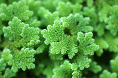 모기 고비, 물 고 사리.